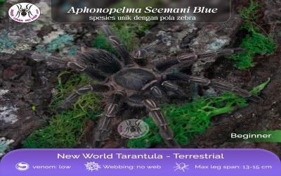 Aphonopelma seemani blue poss male 10-11 cm tarantula